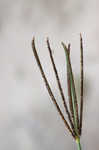 Pinewoods fingergrass